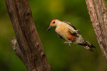 A red-bellied woodpecker jumping from one tree to another