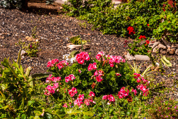 Pelargonium grandiflorum pertenece a la familia de Geraniaceae.