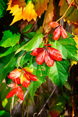 Red leaves of wild grapes in the trees in the park