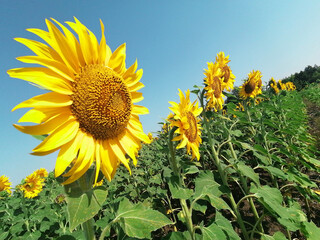 Yellow sunflower against a blue sky