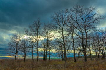 Trees in a field on a cloudy day