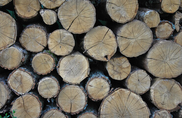 background of stacked harvested firewood