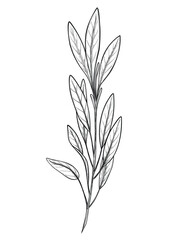 Vector outline drawing of Sage branch with leaves for culinary designs, herbal projects and natural medicine themes. Engraved black illustration of kitchen herb for cooking book or menu design.