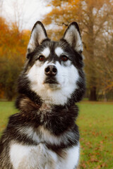Husky dog portrait with autumn park background. Serious husky with black and white fur stares at camera, colorful trees and grass in background.