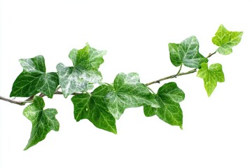 green leaves isolated on white background