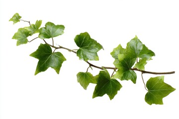 green leaves isolated on white