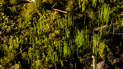 Vibrant Green Moss and Graceful Grass Sprouts Flourishing in Their Natural Habitat Please