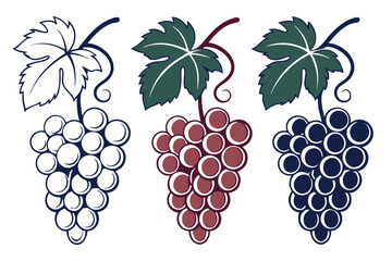 Vector illustration of three different bunches of grapes in various color styles