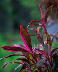 Cordyline Fruticosa plant in a restaurant in Baguio City, Philippines.