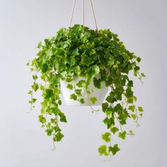 green leaves on a stone