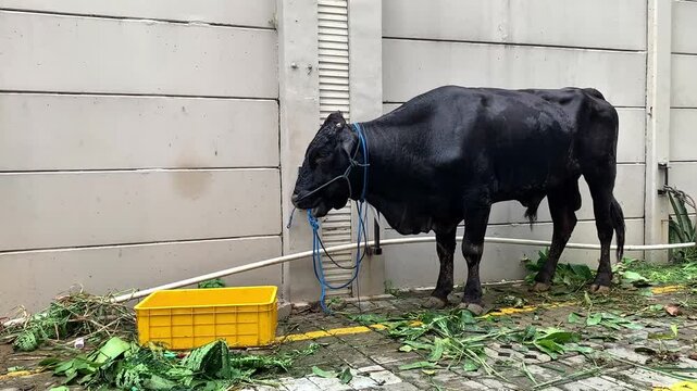 A black cow prepared for Eid al-Adha sacrifice, tied near feed and water. Symbol of Islamic tradition, livestock care, and religious celebration during the holy festival.
