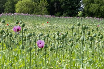 Zwei einzelne Schlafmohnblüten sind umgeben von einem Feld aus Kapseln abgeblühter Pflanzen.