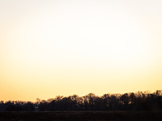 trees skyline at sunset