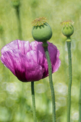 Eine violette  Schlafmohnblüte zwischen zwei Mohnkapseln vor unscharfem Hintergrund.