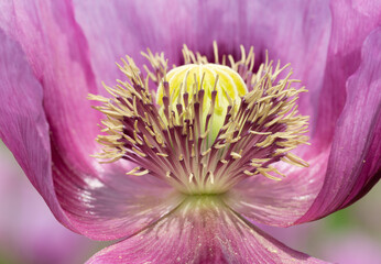 Die geöffnete Blüte des Schlafmohns zeigt die Samenkapsel und die Staubgefäße.