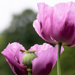 Ein Insekt fliegt eine vom zwei Blüten, von denen bei  einer der Stempel sichtbar ist,  des Schlafmohns an. 