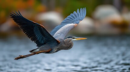A stunning great blue heron gracefully soars above serene waters, capturing the beauty of nature in motion with its impressive wingspan and stunning plumage.