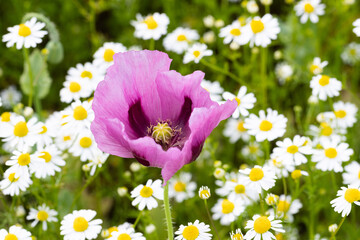 Eine Schlafmohnpflanze steht in einem Feld aus Kamillenblüten.