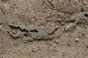 Close-up of an ant trail on dry soil, revealing intricate tunnel structures built by the colony. A glimpse into the complex micro-world of insects and their ecosystem