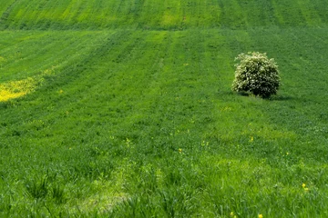 Photo sur Plexiglas A solitary blooming bush stands in a lush green field surrounded by wildflowers and gently rolling terrain, capturing the calm beauty of rural landscapes