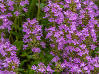 Close-up of blooming thyme (Thymus sp.) with vibrant pink flowers, commonly used as a medicinal and...