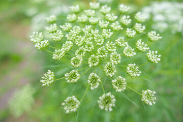 初夏の花壇を彩るレースフラワー