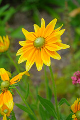 初夏の庭の花壇に咲く色とりどりの花々