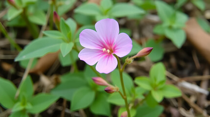 Pink twinflower, Linnaea borealis, wildflowers