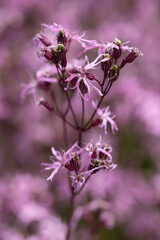 Ein Blütenstängel einer Kuckucks-Lichtnelke vor einem unscharfem rosa Hintergrund..