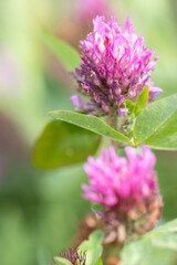 Zwei Blüten des Wiesenklees sind hintereinander angeordnet, wobei die vordere unscharf  und die hintere scharf abgebildet wurde.