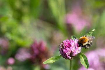 Eine Ackerhummel sitzt auf der Blüte eines Wiesenklees und saugt Nektar.