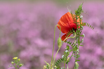 Eine rote Mohnblume stützt sich an die aufragende Acker-Wicke vor unscharfem Hintergrund aus rosa Kuckucks-Lichtnelken.