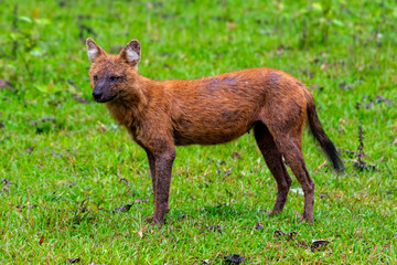 Indian Dhole, Indian Dholes playing in the wild at Nagarhole tiger reserve, Karnataka, India