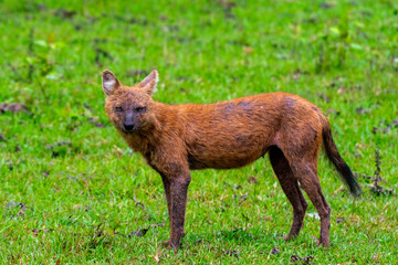 Indian Dhole, Indian Dholes playing in the wild at Nagarhole tiger reserve, Karnataka, India