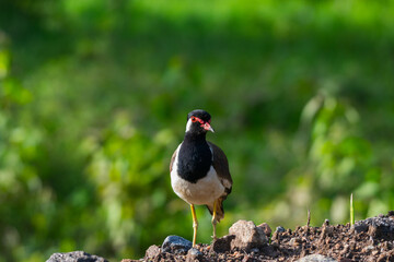 Portraits of red wattled lapwing