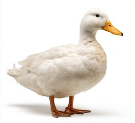 duck isolated on white background