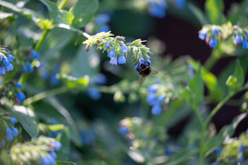 Bumblebee collecting nectar from blue wildflowers in macro close-up photography