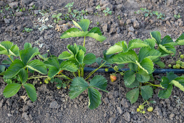 Strawberry plants growing in a soil with drip irrigation system, ensuring water efficiency and optimal growth