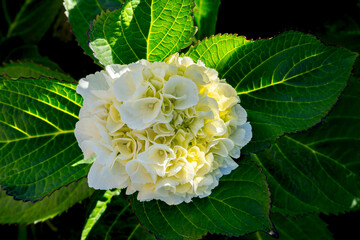 detail of white Hydrangea or hortensia flowers (Hydrangea Macrophylla)