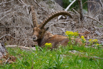 Steinbock, rote Wand