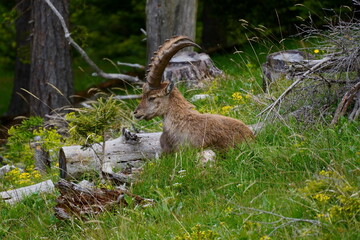 Steinbock, rote Wand