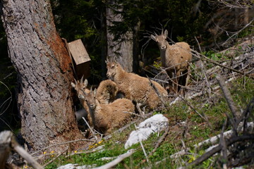 Steinbock, rote Wand