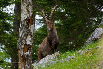 Steinbock, rote Wand
