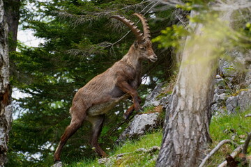 Steinbock, rote Wand