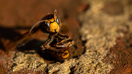 This is a closeup image of a dead wasp showcasing a single poison droplet present on its sting area