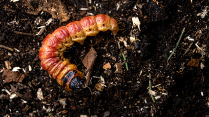 A CloseUp Shot Capturing a Colorful Caterpillar Resting on Soft Soil Surrounded by Various Natural Elements