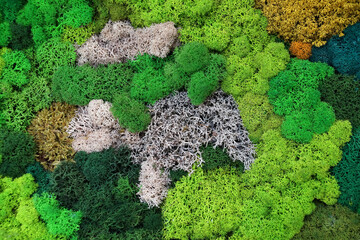 Decorative stabilized forest moss of different shades. in wall decor. Eco-friendly interior design