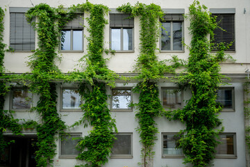 Lush green ivy climbing on a modern building facade with windows and shutters