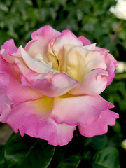 White pink garden rose flower close-up in sunlight