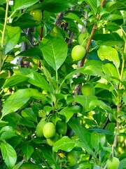 Green plums on a tree. Fresh green plums growing on tree branch. Fruits and lush leaves